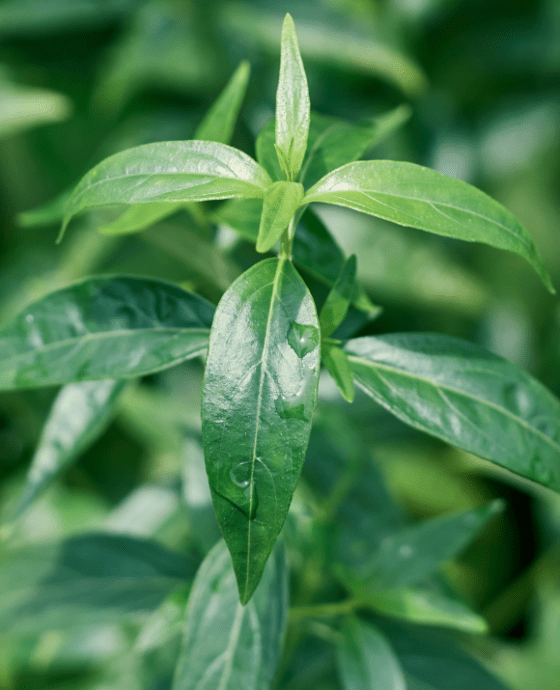 Kalmegh / Andrographis Paniculata Plant